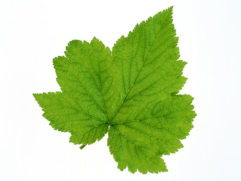  绿叶 绿化 鲜花 