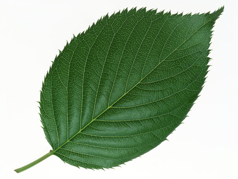  绿叶 绿化 鲜花 