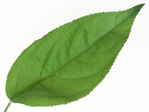  绿叶 绿化 鲜花 