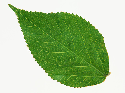  绿叶 绿化 鲜花 