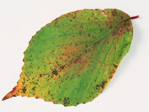  绿叶 绿化 鲜花 