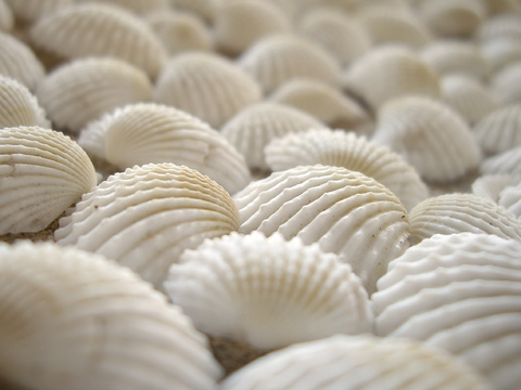 贝壳 白色沙滩贝壳  风格意向图