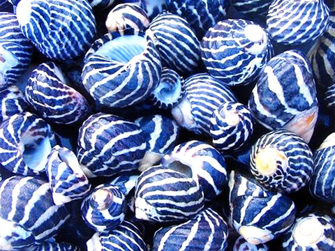 贝壳 沙滩贝壳 彩色蜗牛壳 风格意向图