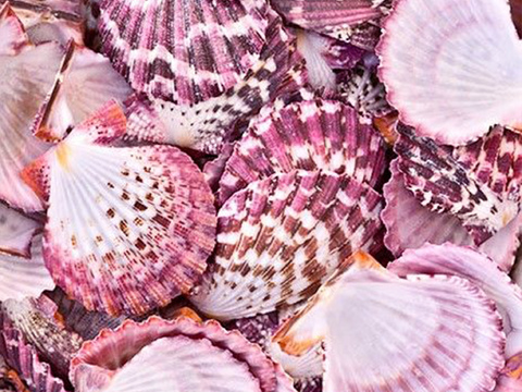 贝壳 沙滩贝壳 彩色蜗牛壳 风格意向图