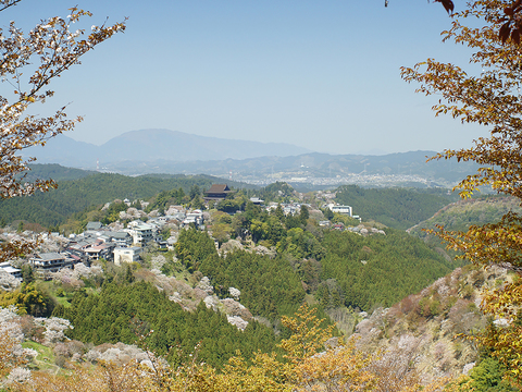  窗户外景  室外景观 景物 外景   窗景 