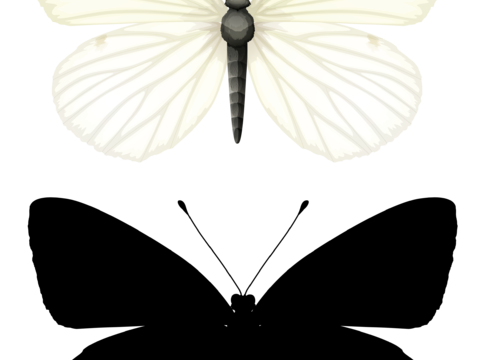 黑白蝴蝶  黑白纹理 蝴蝶 展开 白色蝴蝶 透明 