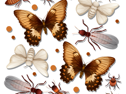  多彩蝴蝶  黑黄  蝴蝶 展开 白色蝴蝶  昆虫 