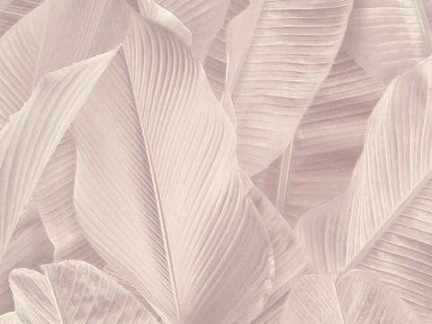  植物墙布 植物壁纸 墙布 壁纸 墙纸 