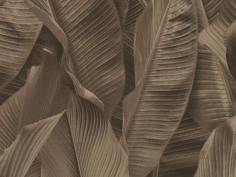  植物墙布 植物壁纸 墙布 壁纸 墙纸 