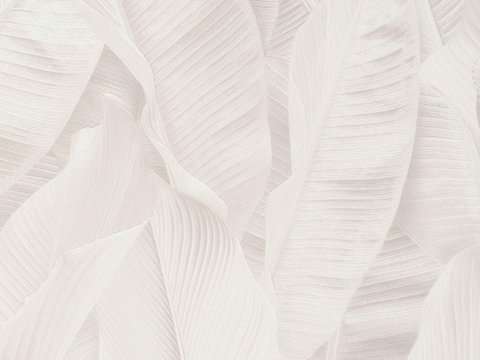  植物墙布 植物壁纸 墙布 壁纸 墙纸 