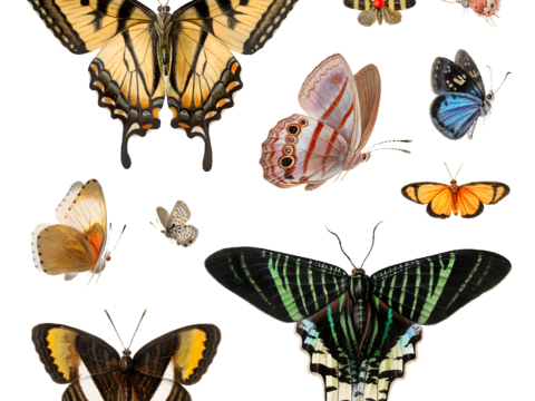  蝴蝶 飞 展开 闭合 黄色蝴蝶 飞蛾 