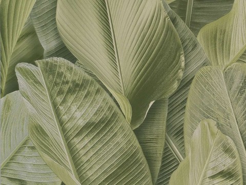  植物墙布 植物壁纸 墙布 壁纸 墙纸 