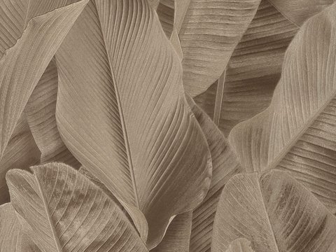  植物墙布 植物壁纸 墙布 壁纸 墙纸 