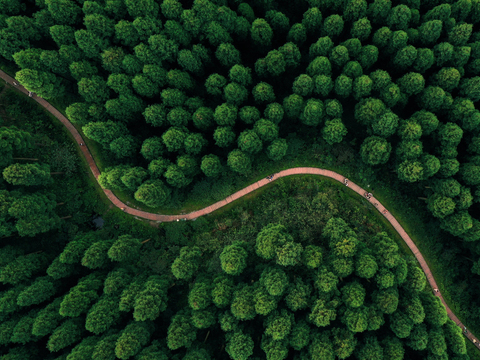  航拍绿色树林 