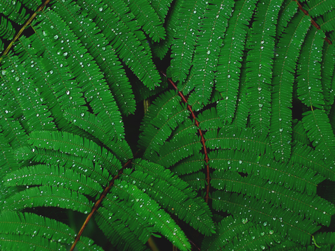  绿色蕨类植物 