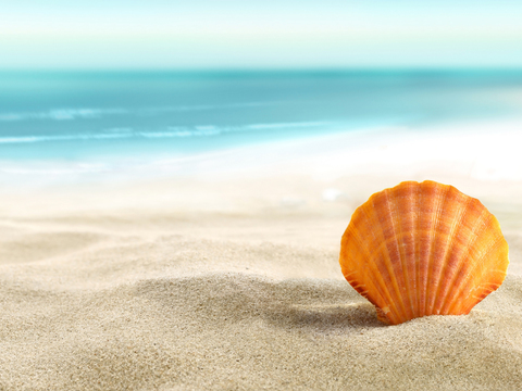 沙滩贝壳海边风景