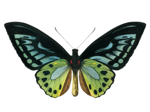  免抠 黑 绿 黄色 蝴蝶  展开 