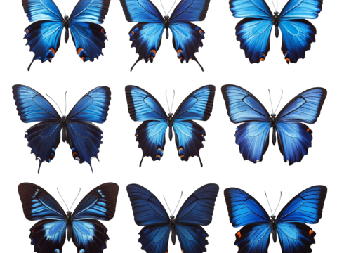  免抠 蓝色蝴蝶 各种形态 