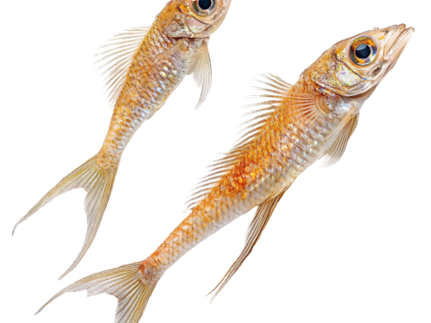  免抠 海洋生物 鱼 