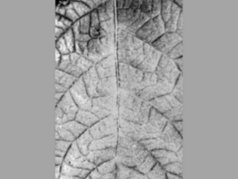  现代黑白 装饰花纹 黑白贴图 漂亮素材黑白 