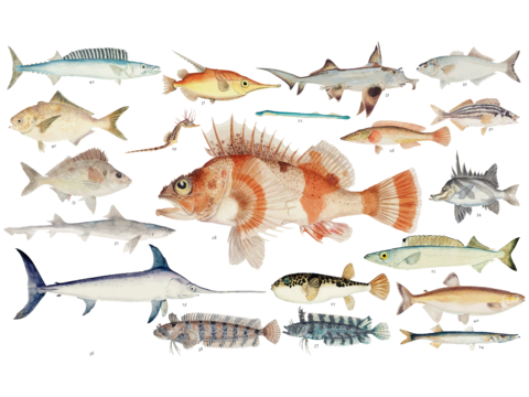  免抠彩图 海洋生物 鱼类 