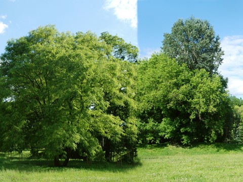  漂亮环境贴图 背景 草地 树木 
