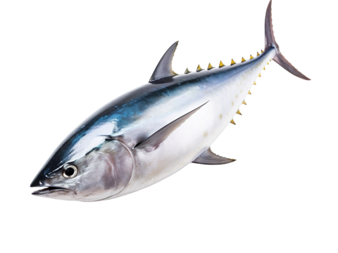  免抠金枪鱼 