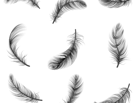  免抠羽毛 羽毛掉落 黑色羽毛 