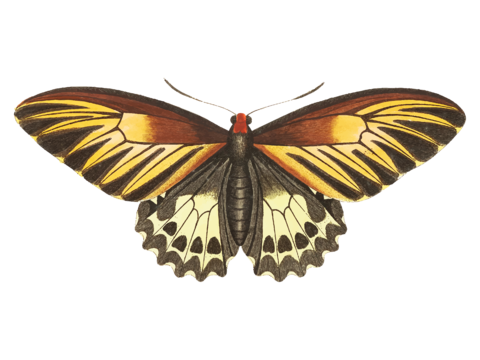  免抠蝴蝶 飞蛾 绿色 