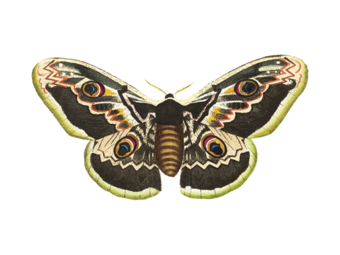  免抠蝴蝶 飞蛾 绿色 