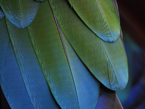  北欧风装饰画挂画高清羽毛 