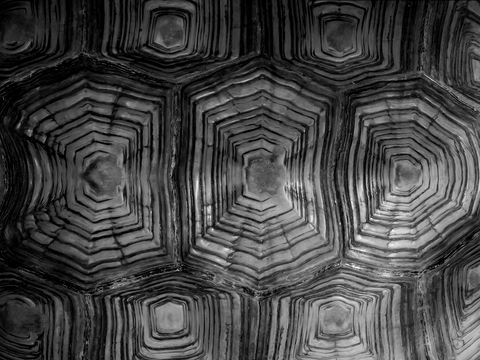  乌龟壳，龟壳纹理 