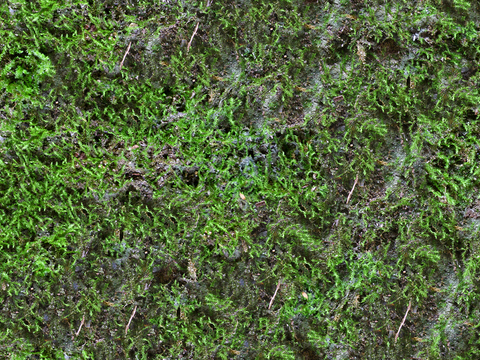  无缝草地  苔藓 地表 