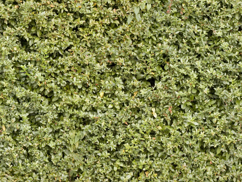  无缝花卉 植物贴图 花草 
