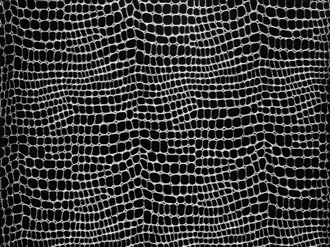 凹凸黑白-折皱贴图 鳄鱼皮 皮革 