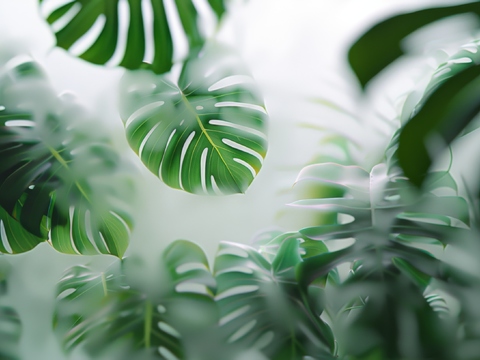  夹丝磨砂玻璃幕墙植物隔断 