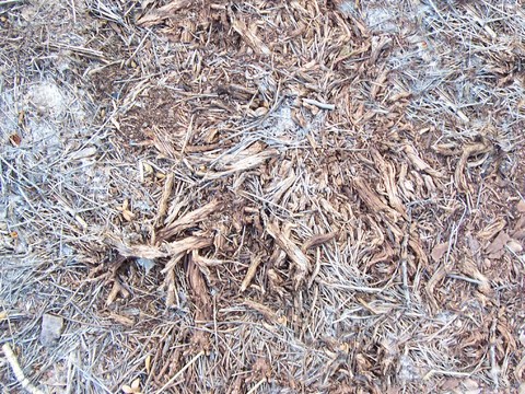  草皮地面 草皮草坪 