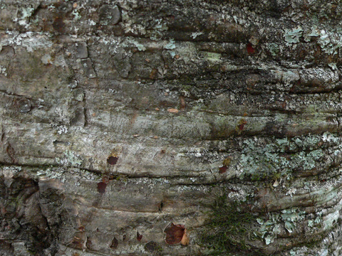  热带树干 旧木 树皮 