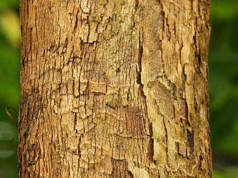  热带树干 旧木 树皮 