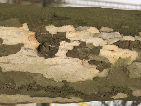  树干 旧木 树皮 