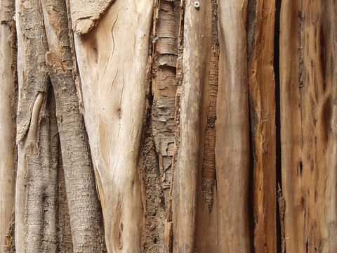  热带树干 旧木 树皮 