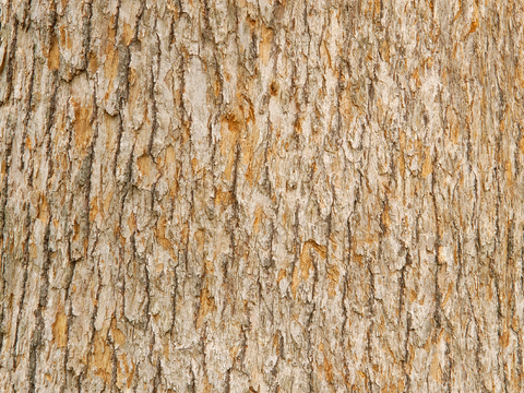  树干 旧木 树皮 