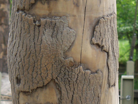  树干 旧木 树皮 