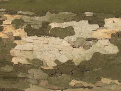  树干 旧木 树皮 