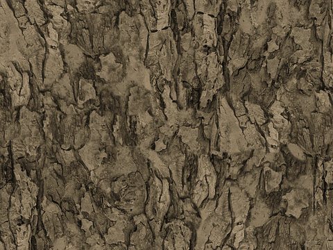  树干 旧木 树皮 