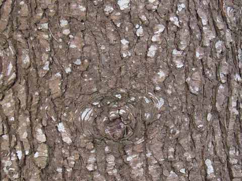  树干 旧木 树皮 