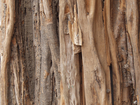  热带树干 旧木 树皮 