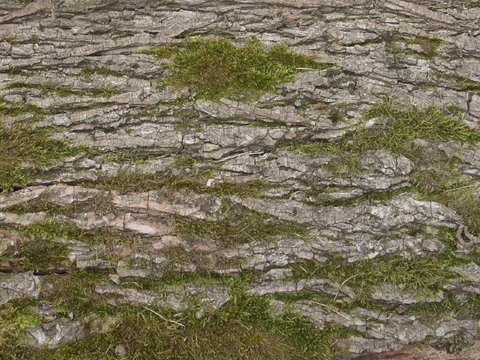  树干 旧木 树皮 