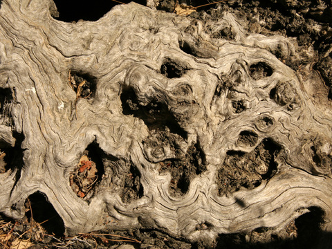  树干 旧木 树皮 