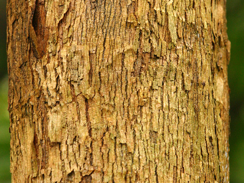  热带树干 旧木 树皮 